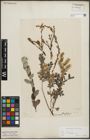 Foto von Salix repens subsp. incubacea (L.) A. Neumann